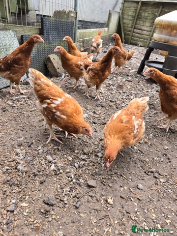 Chickens poultry - Advert 1