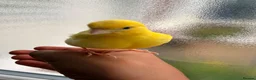 Canaries birds for sale: Adult and hand reared young canaries - Advert 10