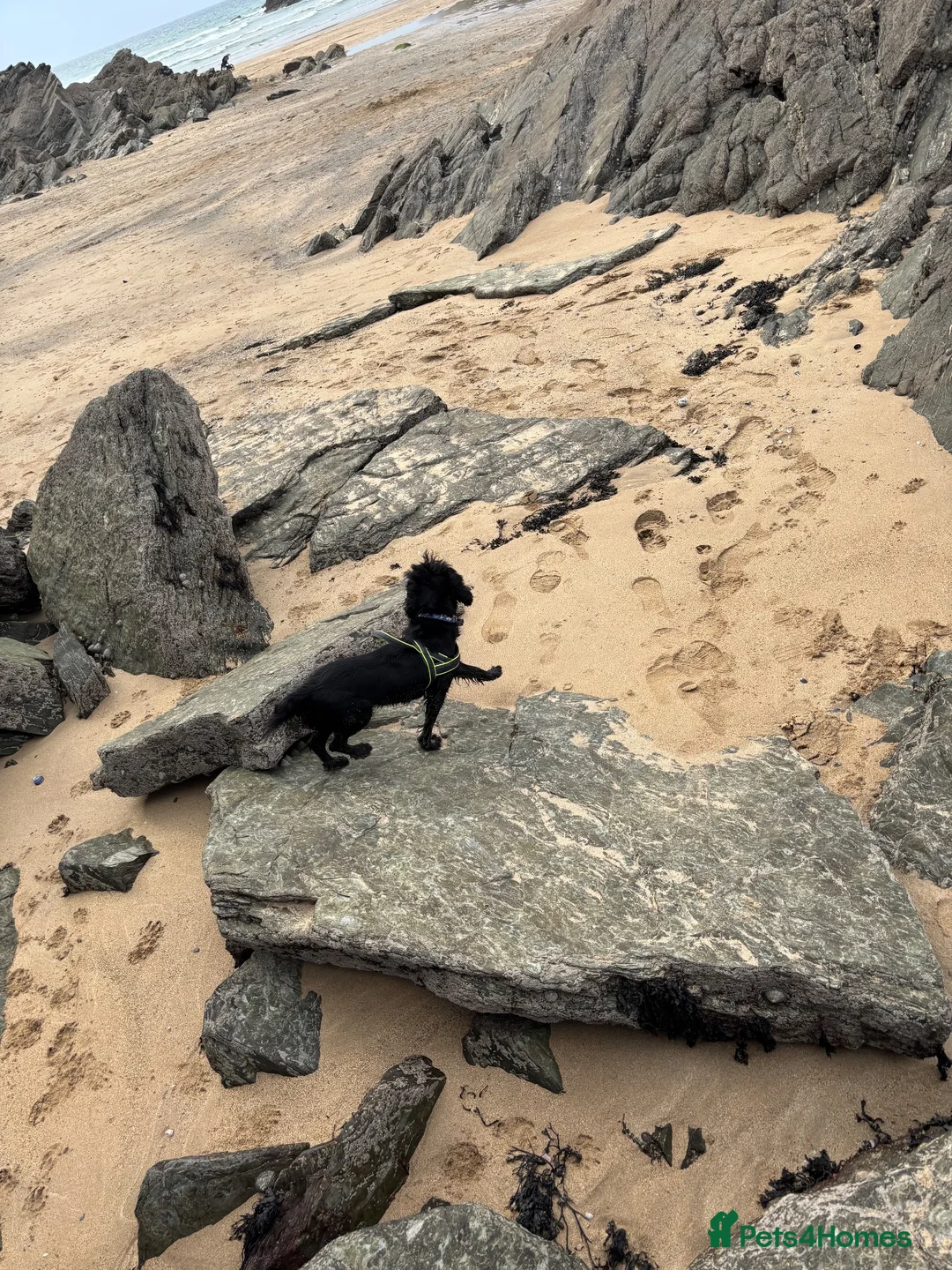 Cocker Spaniel dogs for sale: Loving spaniel needs a home  in Gloucester - Advert 2