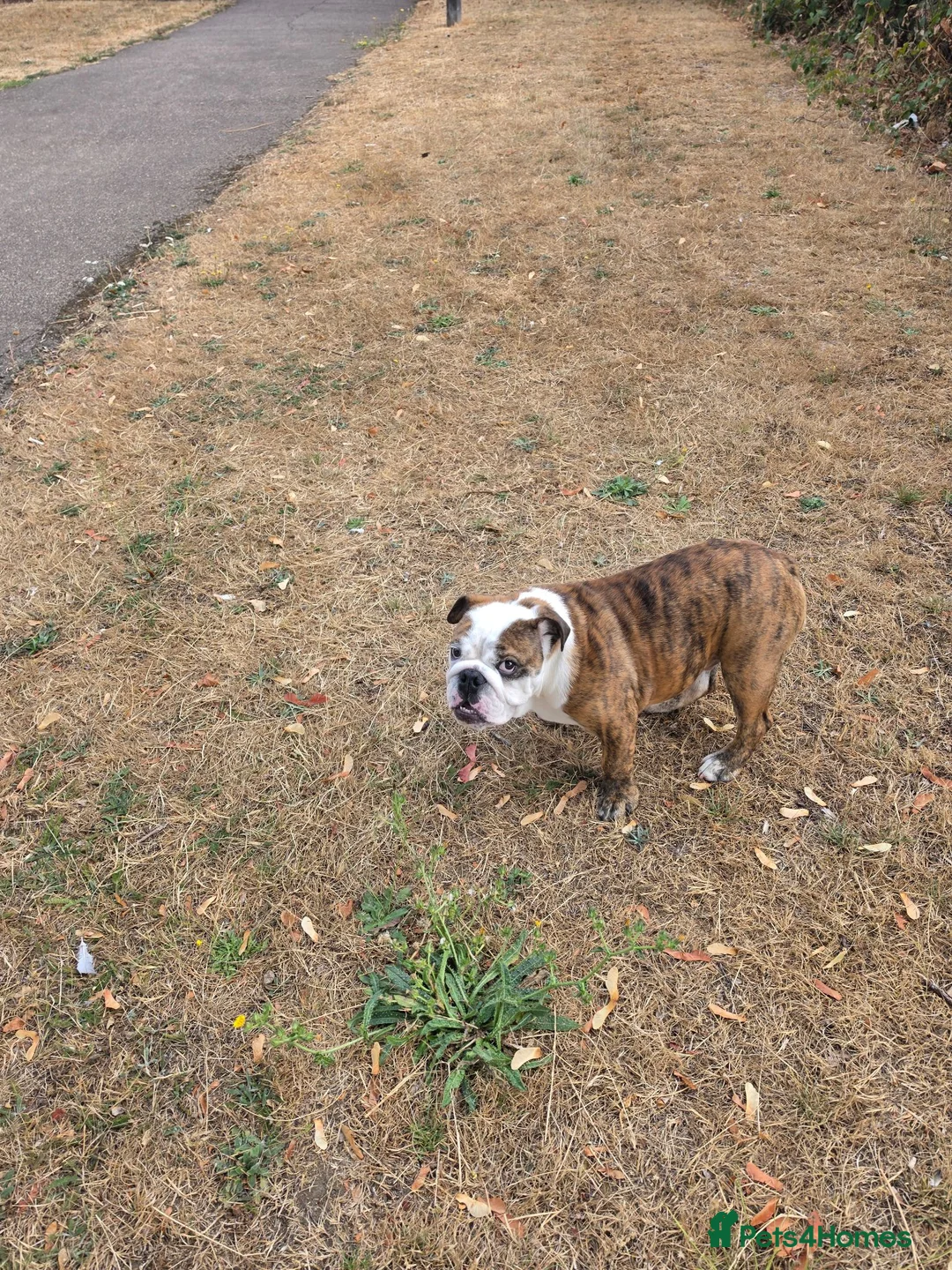 English Bulldog dogs for sale: Dennis - Advert 2