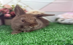Mini Lop rabbits for sale: 🐰 Mini Lop X Baby Bunnies for Sale! 🐰 - Image 2