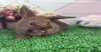 Mini Lop rabbits - Advert 4