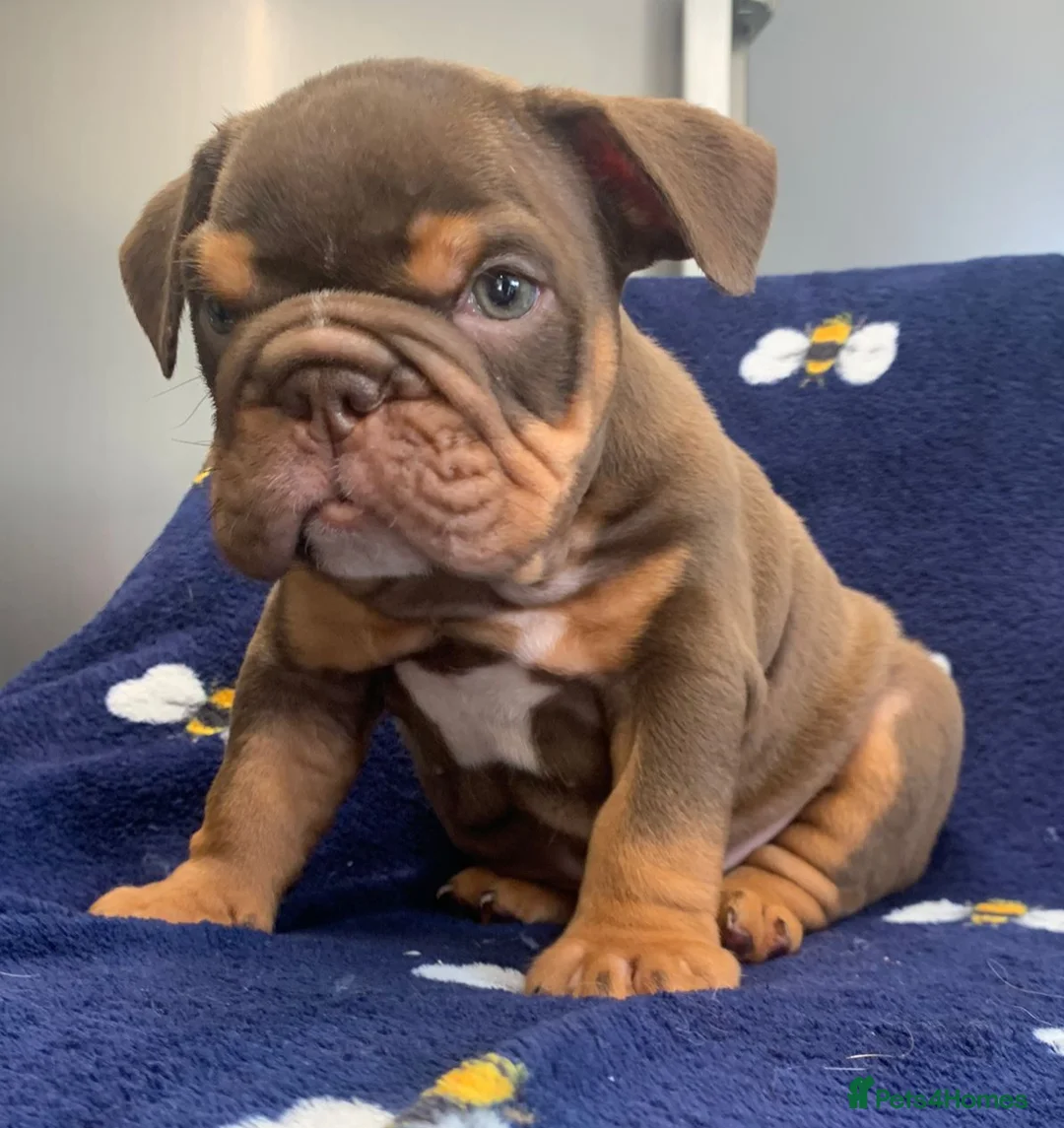 English Bulldog dogs for stud: Beautiful lilac and tan british bulldog for stud  in Norwich - Advert 10