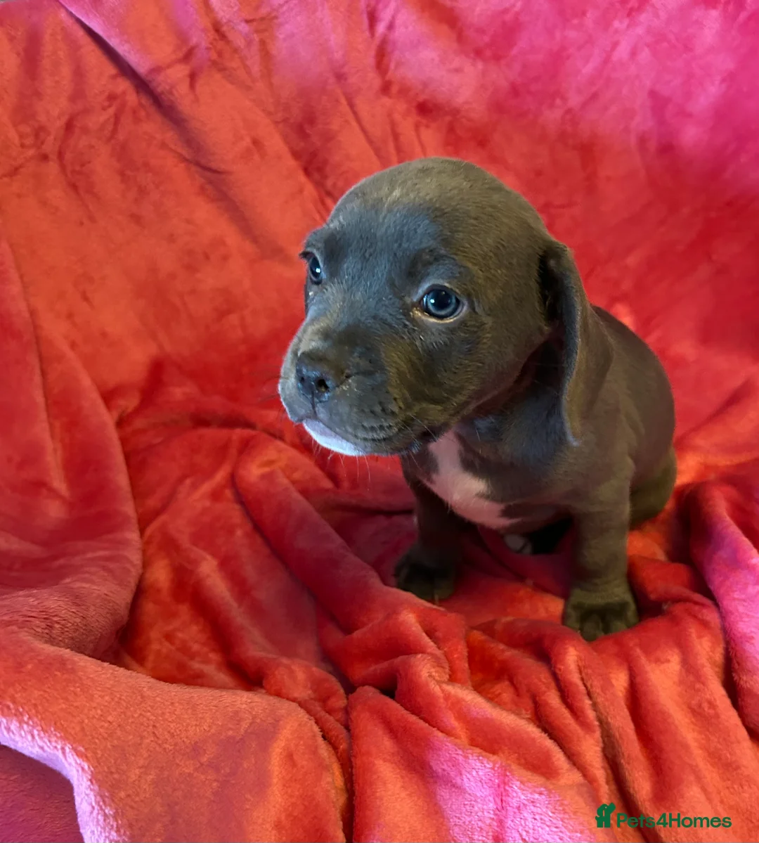 Mixed Breed dogs for sale:  Mixed breed cockerbull x  - Advert 3