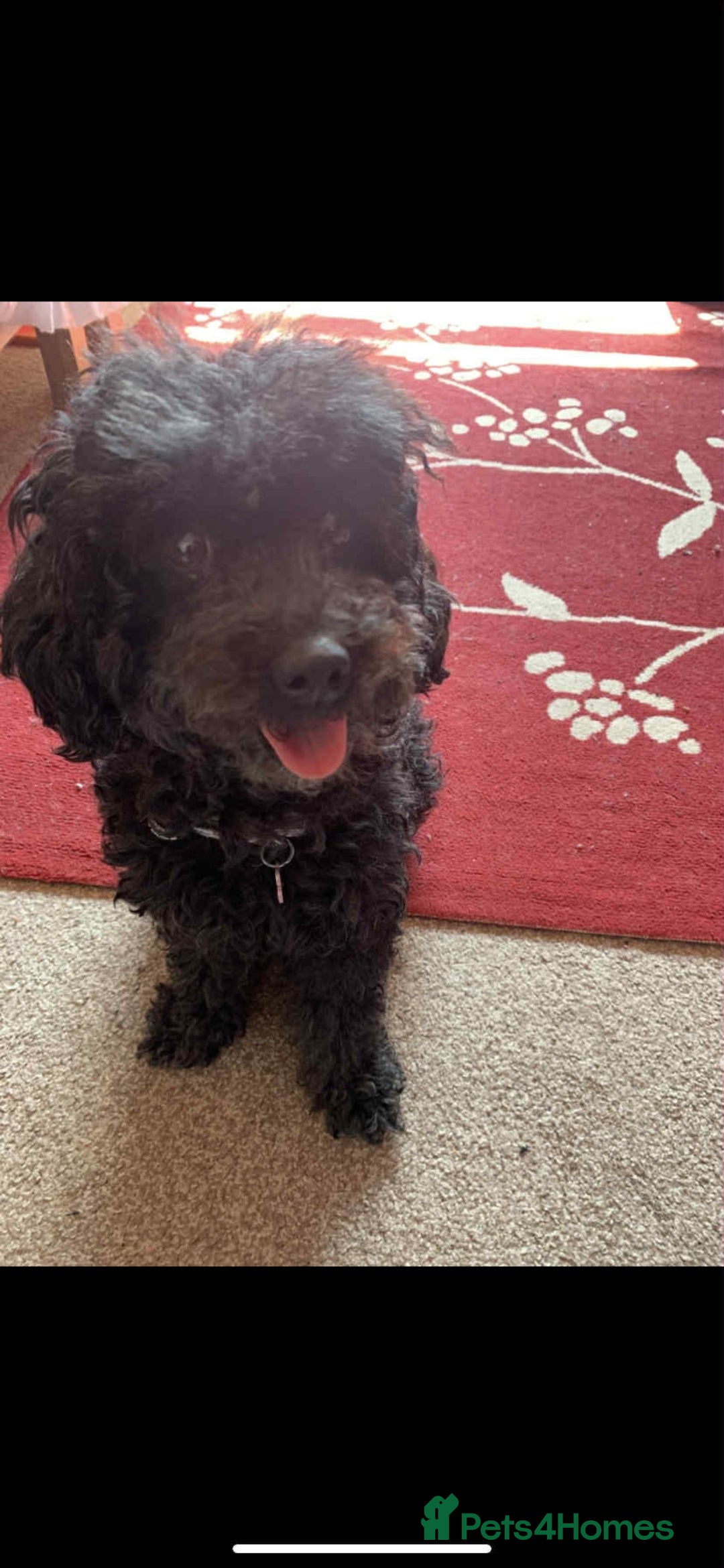Toy Poodle dogs for sale: Toy poodle  - Image 6