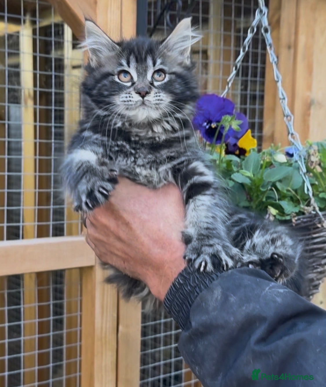 Maine Coon cats Ready 27th - Gccf reg XXL females  - Advert 2