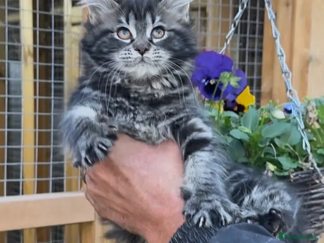 Maine Coon cats READY NOW Olistars stud - LICENSED BREEDER - Advert 2