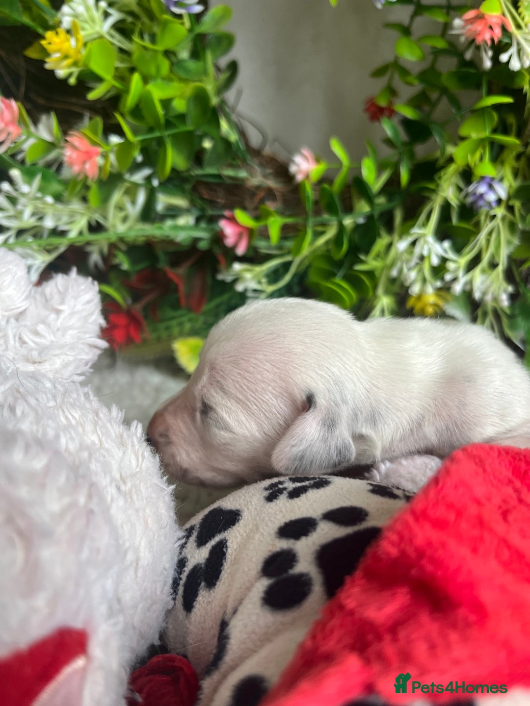 Dalmatian dogs for sale: Quality puppies home reared mother champion  - Image 5