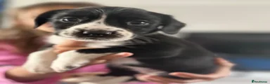 Black and white girl puppy 4