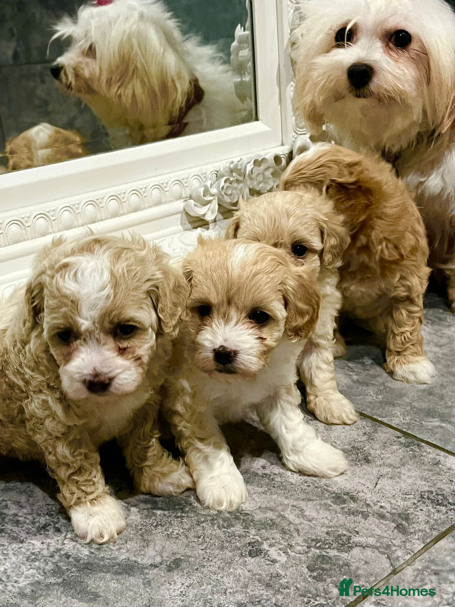 Maltipoo dogs Maltipoo  **  puppies  - Advert 12