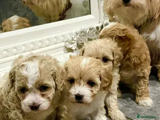 Maltipoo dogs Maltipoo ** puppies - Advert 12