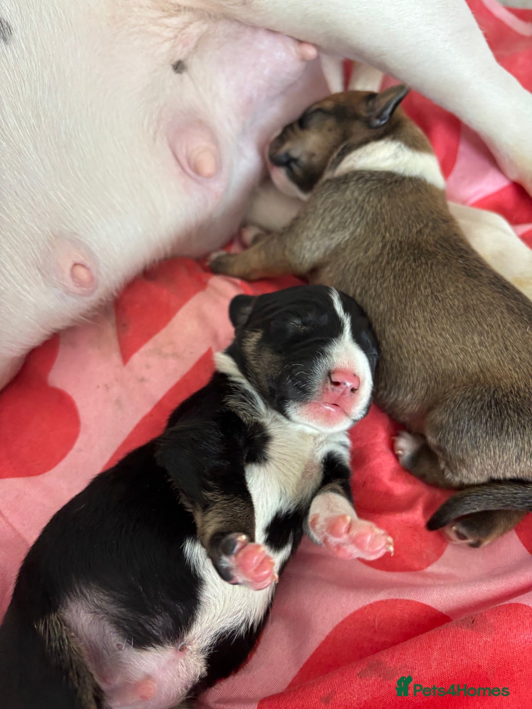 Mixed Breed dogs for sale: English Bull Terrier mixed puppies for sale - Image 8