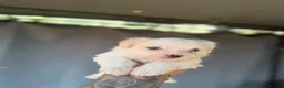 Maltese dogs for sale: Bichon Maltese puppies 🐶  in Northampton - Advert 11