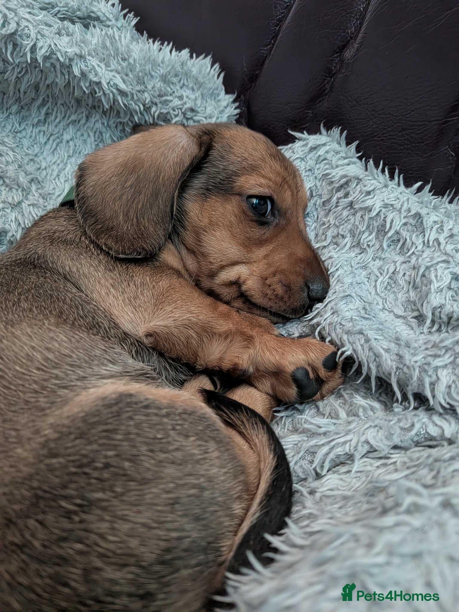 Miniature Dachshund dogs for sale: Mini Smooth Dachshund - Shaded Red Boy  x 2 - Advert 8