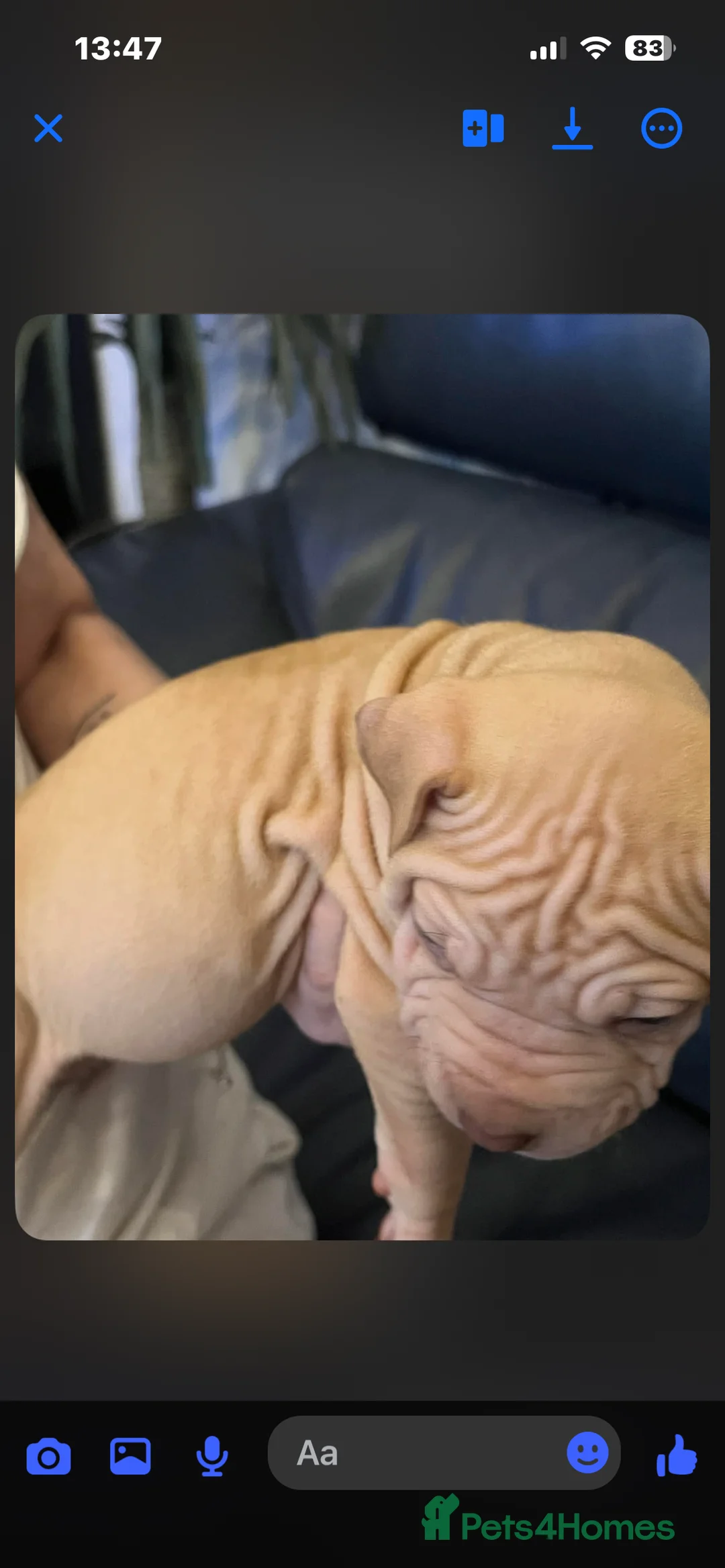 Mixed Breed dogs for sale: Shar pei x pocket bully - Advert 10