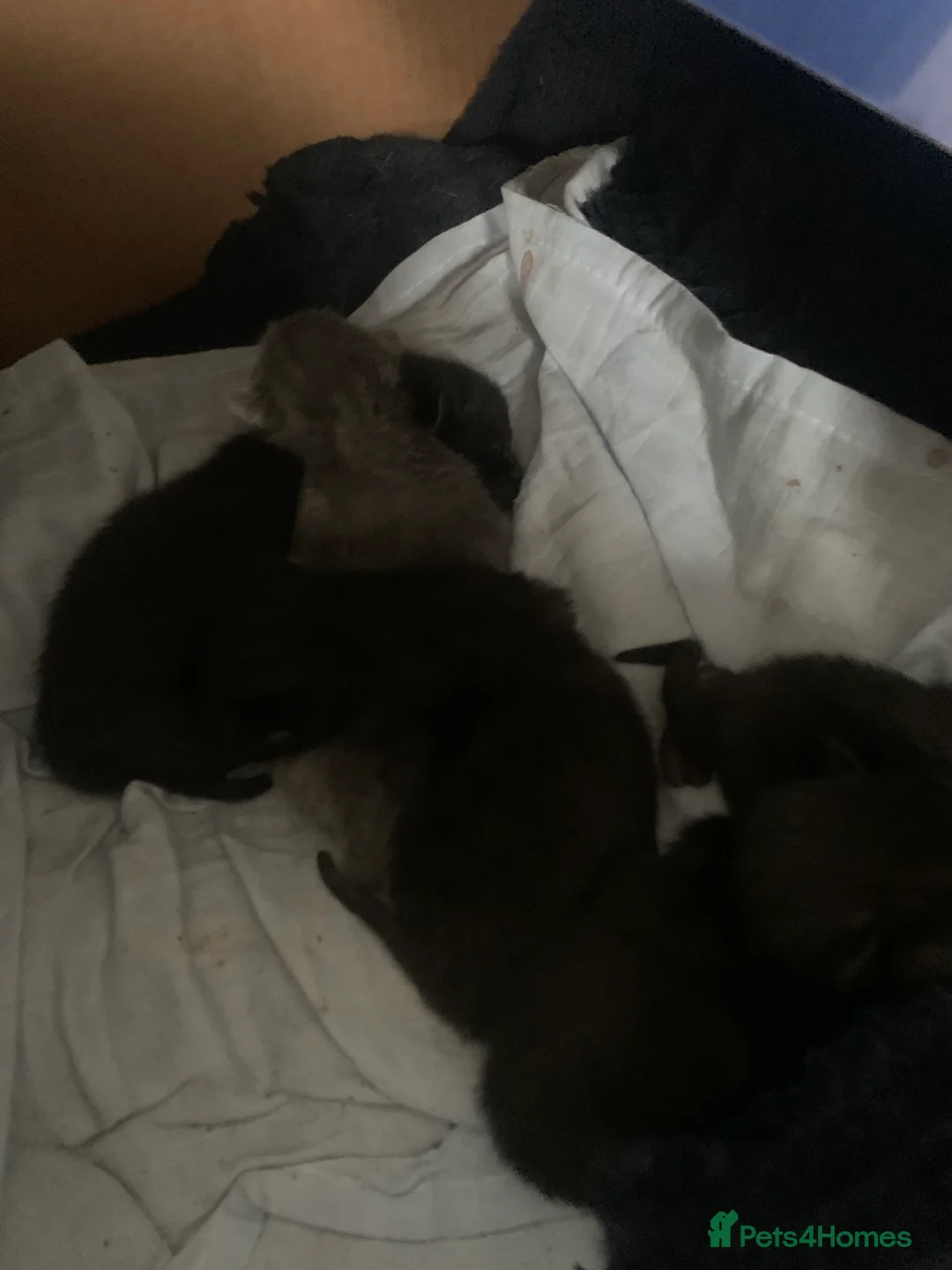 Mixed Breed cats for sale: 2 beautiful black girls left  - Advert 3