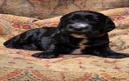 Cockalier dogs for sale: Gorgeous chunky Cockalier pupuchinos - Image 10