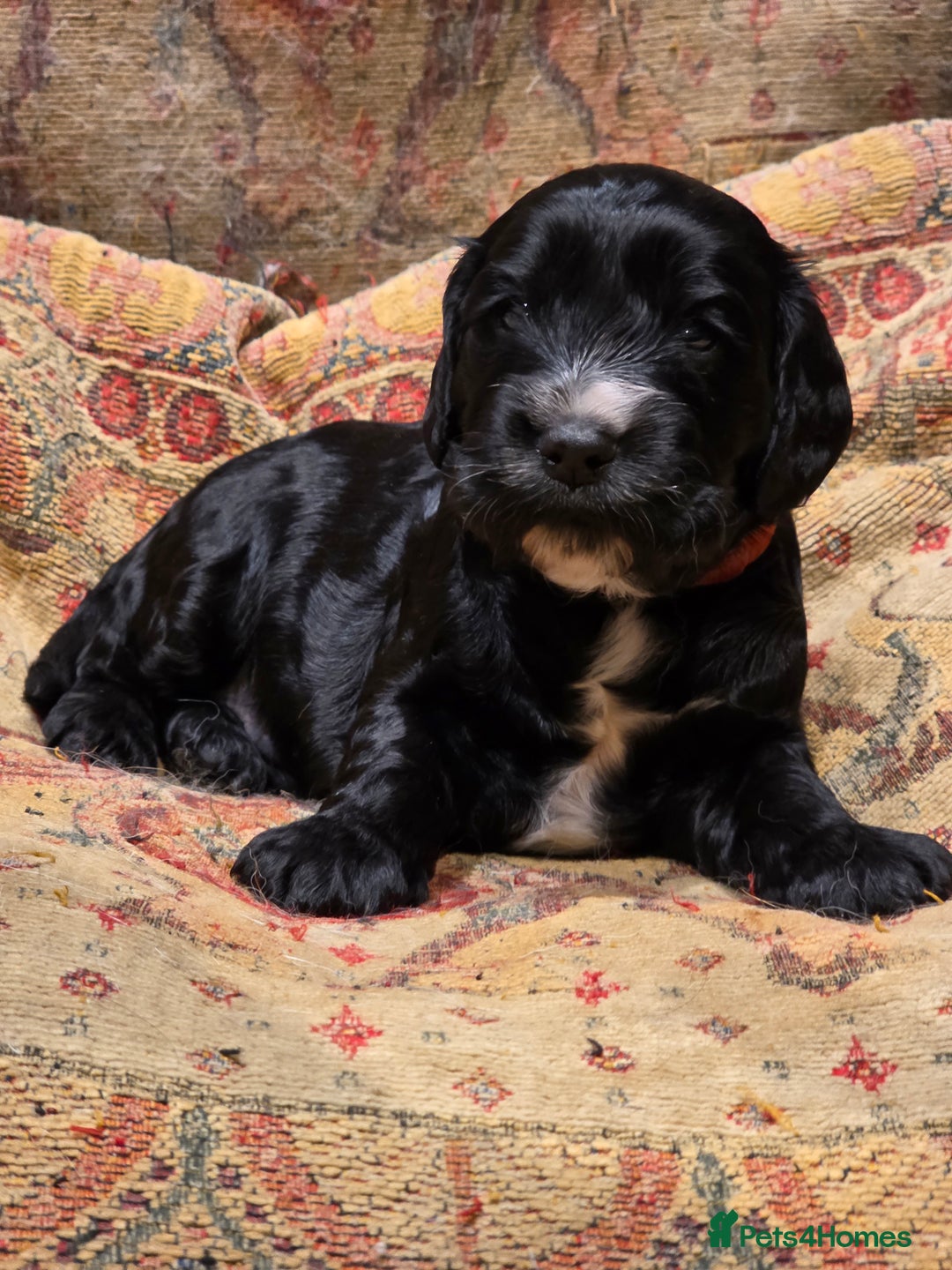 Cockalier dogs for sale: Gorgeous chunky Cockalier pupuchinos - Image 10