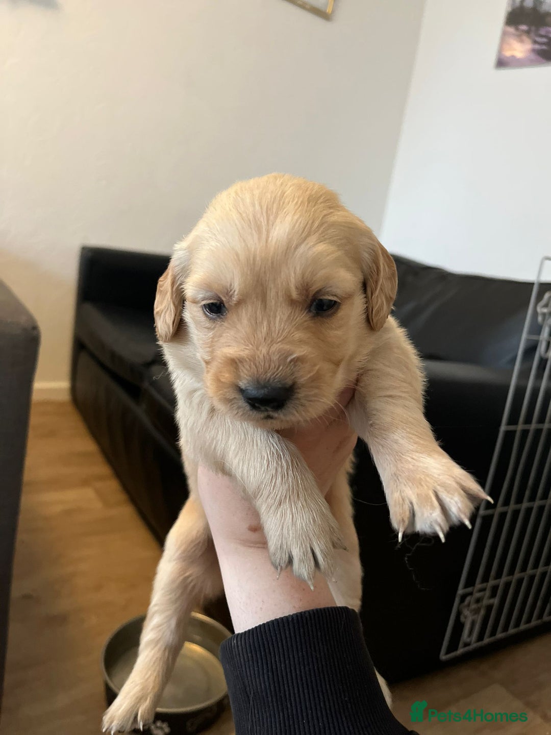 Goldador dogs for sale: Beautiful black and golden goldador puppies  - Image 5