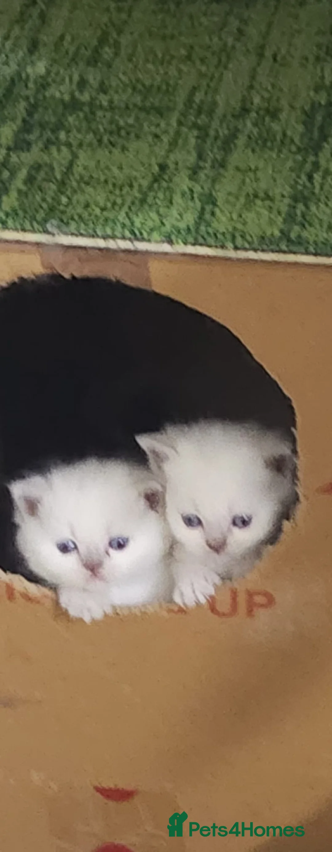 Ragdoll cats for sale: Kittens ready to go - Advert 2