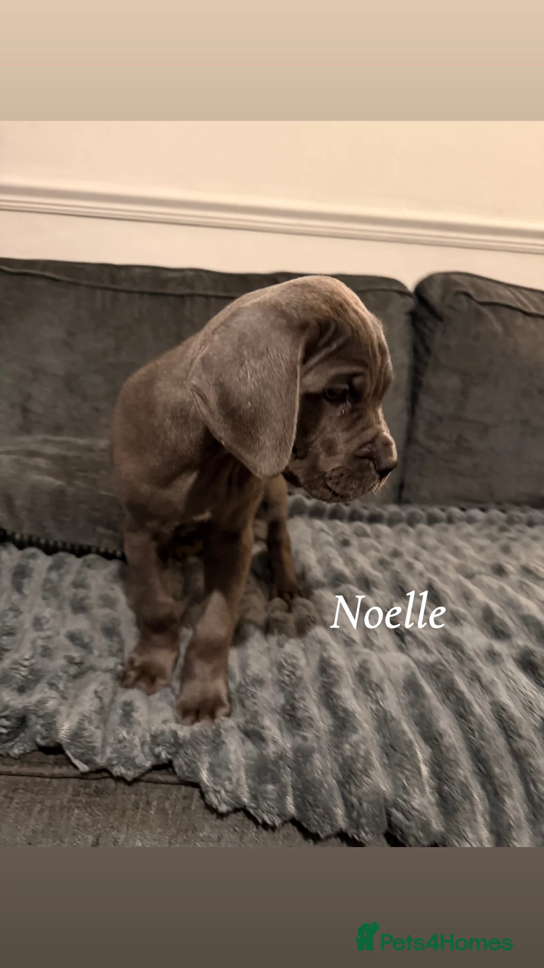 Cane Corso dogs for sale: Blue/lilac cane corsos  - Advert 31