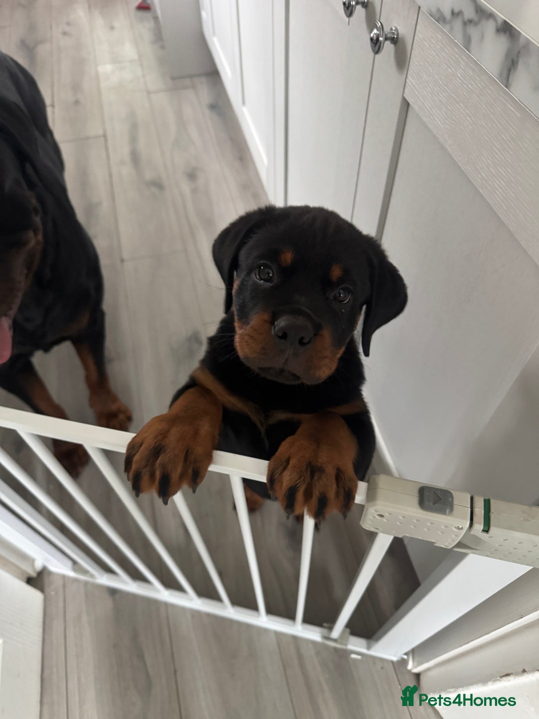 Rottweiler dogs for sale: Rotweiller male puppy - Image 4