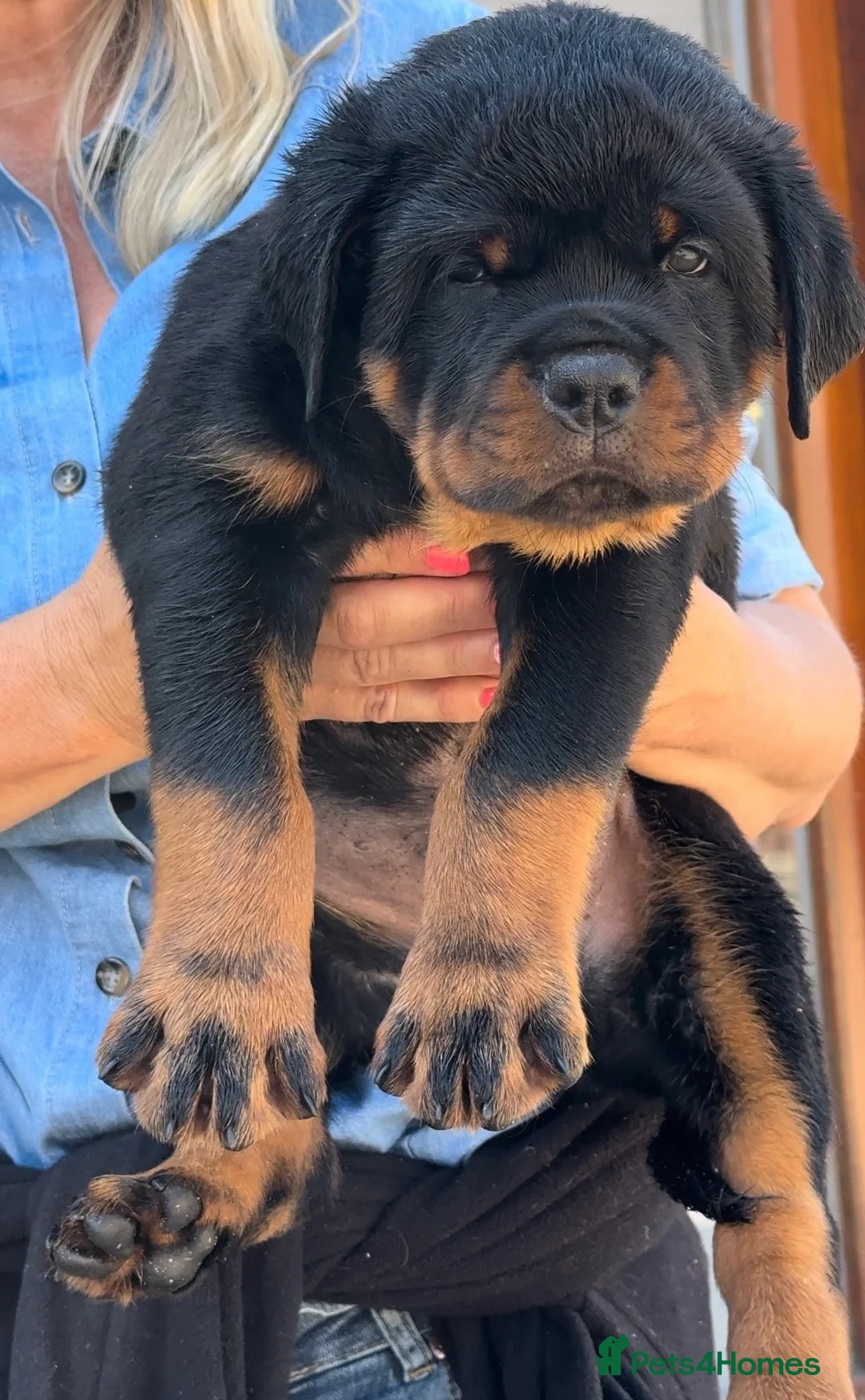 Rottweiler dogs for stud: HUGE HEALTH TESTED STUD - 0/0 hips 0/0 elbows in Bedford - Advert 17