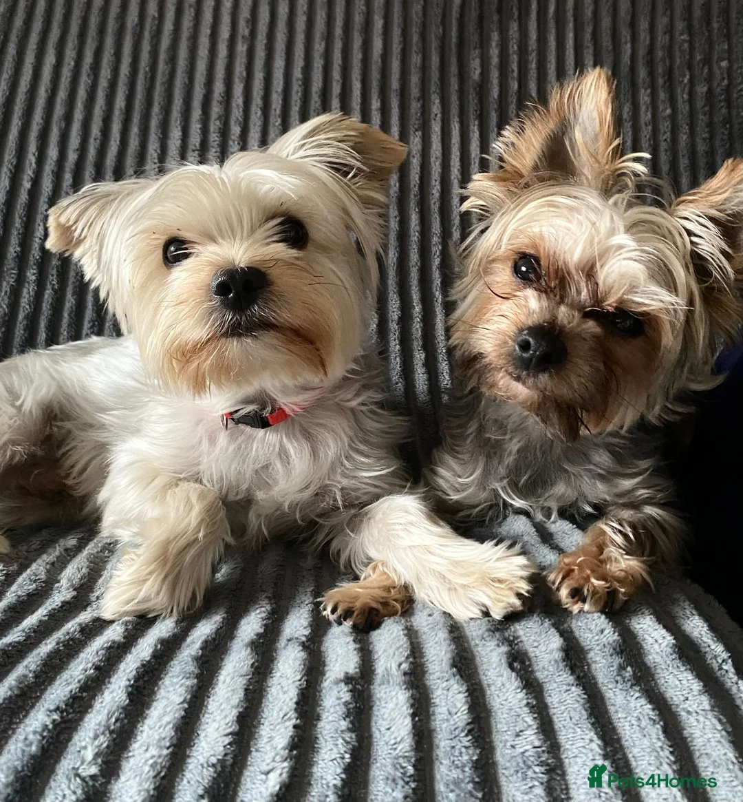 Yorkshire Terrier dogs for sale: Yorkshire terrier puppies  - Advert 2