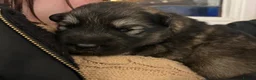 Mixed Breed dogs for sale: Alaska shepherd x  - Advert 35