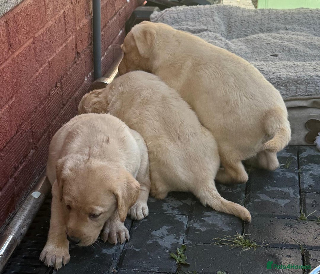 Labrador Retriever dogs for sale: Beautiful Lab Puppies — Ready now! 5 Girls & 1 Boy - Image 5