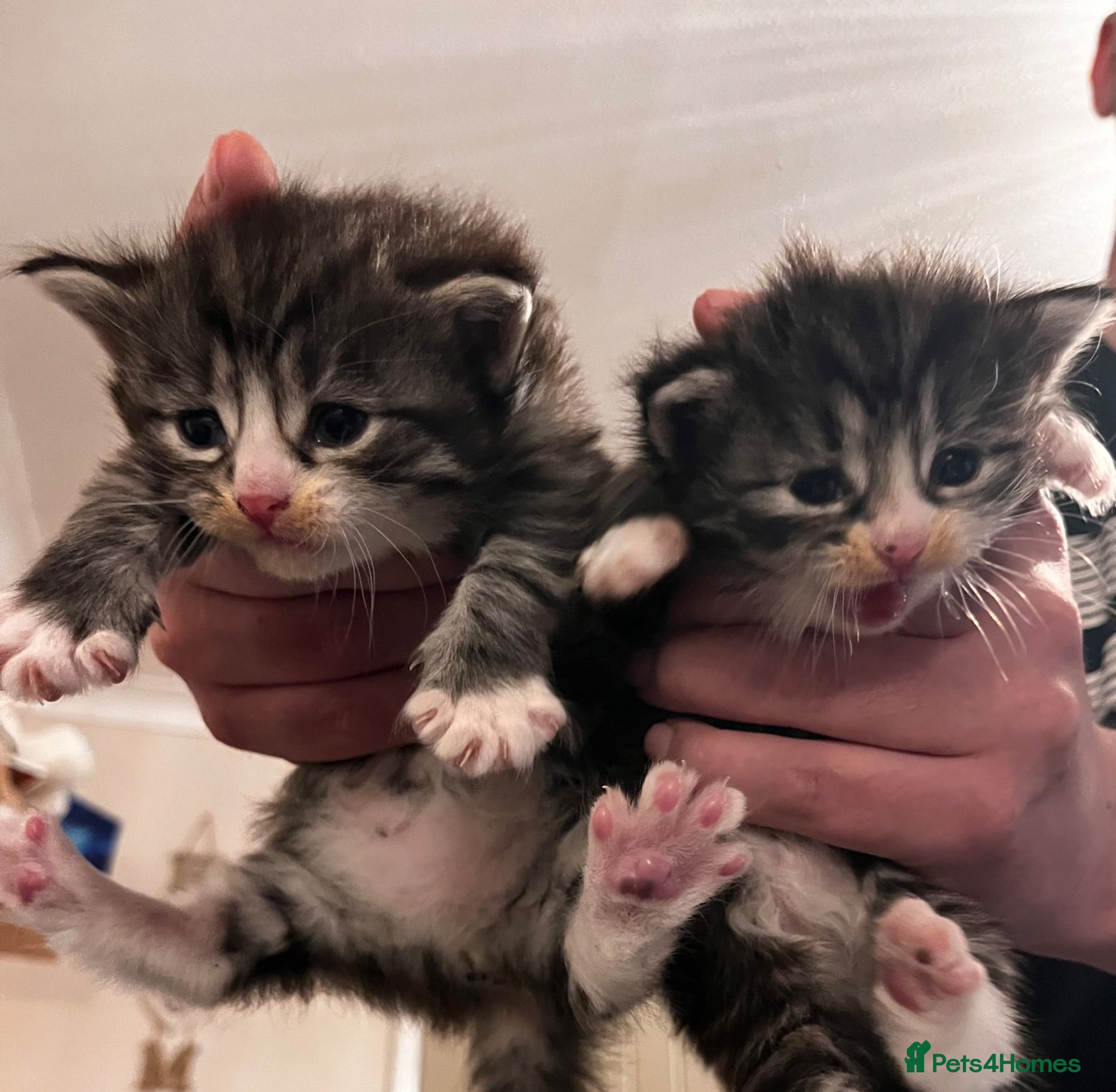 British Longhair cats Gray tabby long haired kittens  - Advert 4