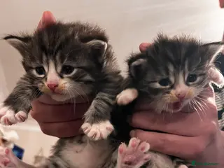 British Longhair cats Gray tabby long haired kittens - Advert 4