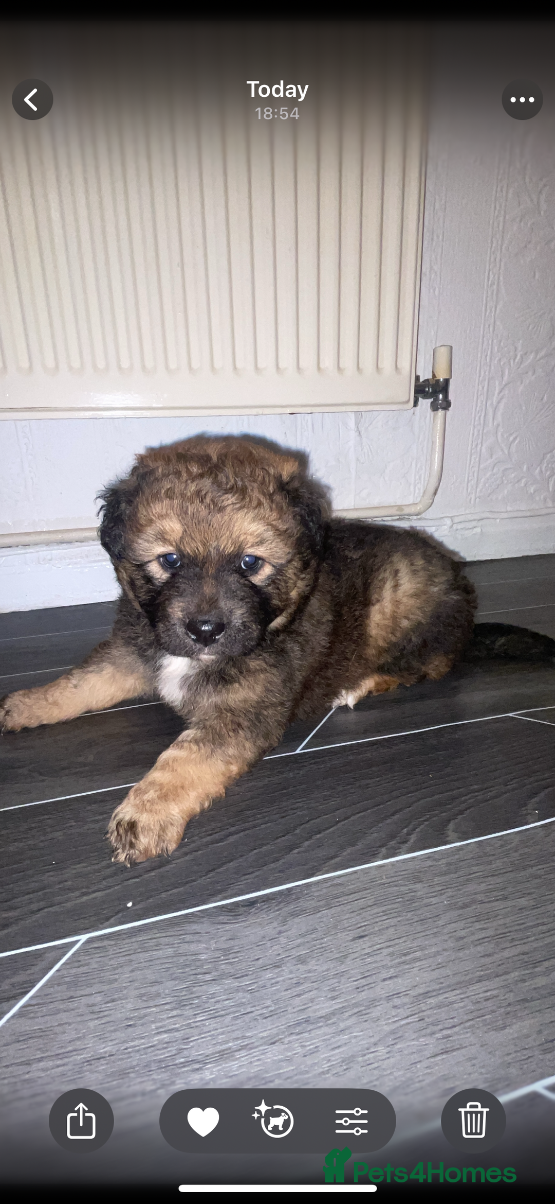Mixed Breed dogs for sale: *only 1 male left* Malkita puppies 4 boys - Advert 22