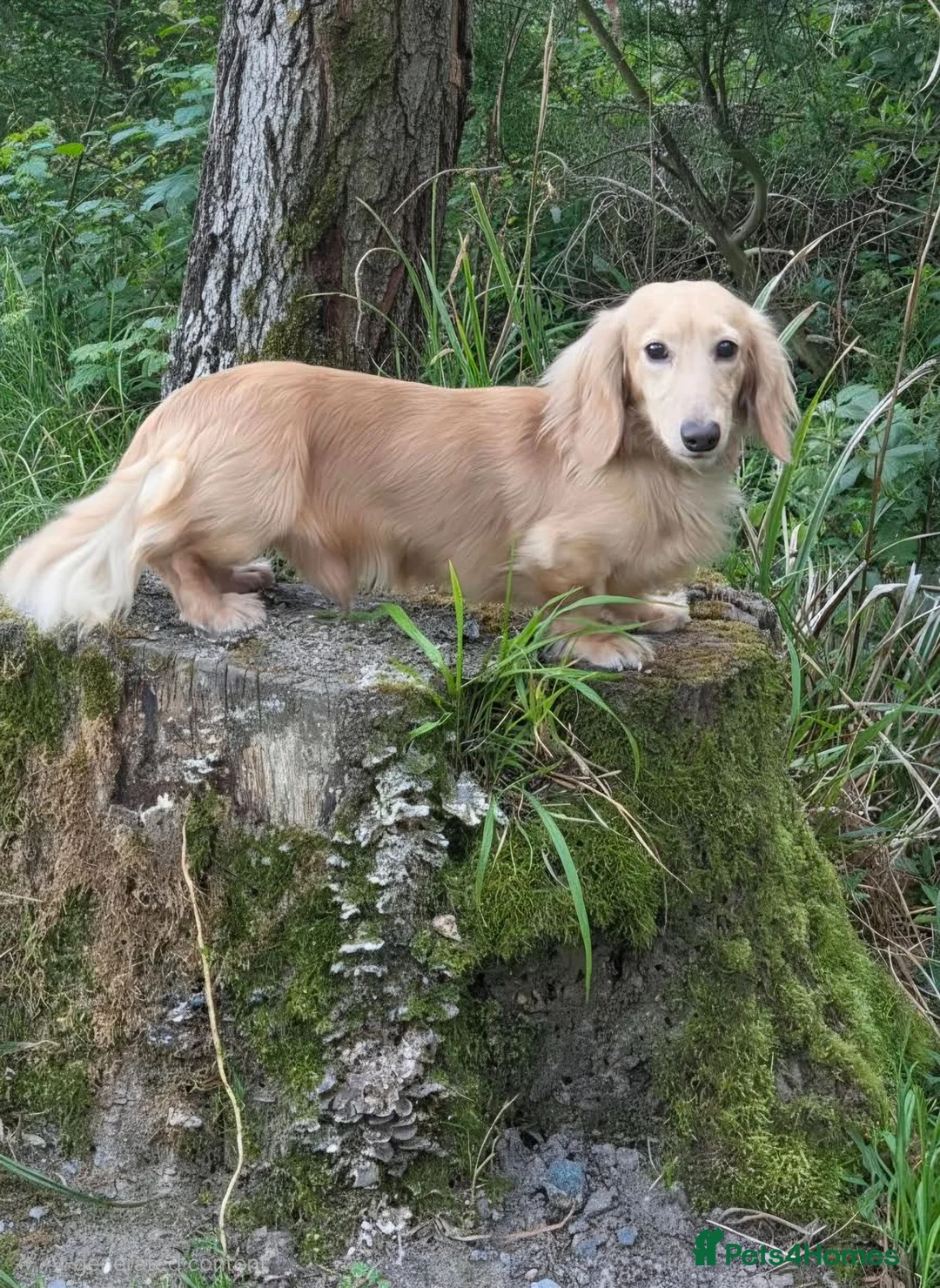 Miniature Dachshund dogs for stud: Beautiful Long Haired Full Cream Dachshund *Stud* - Advert 1