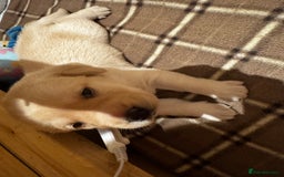 Labrador Retriever dogs for sale: English yellow Labradors  - Image 25