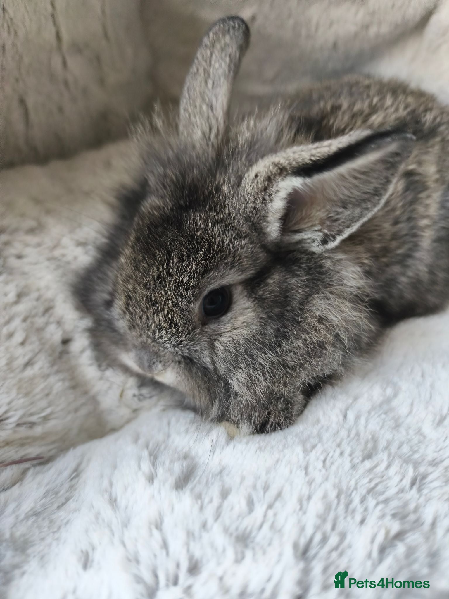 Mini Lop rabbits Ready Now 💙💖 - Advert 2