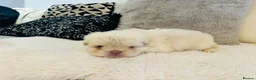 French Bulldog dogs for sale: Fluffy french bulldogs  - Advert 8