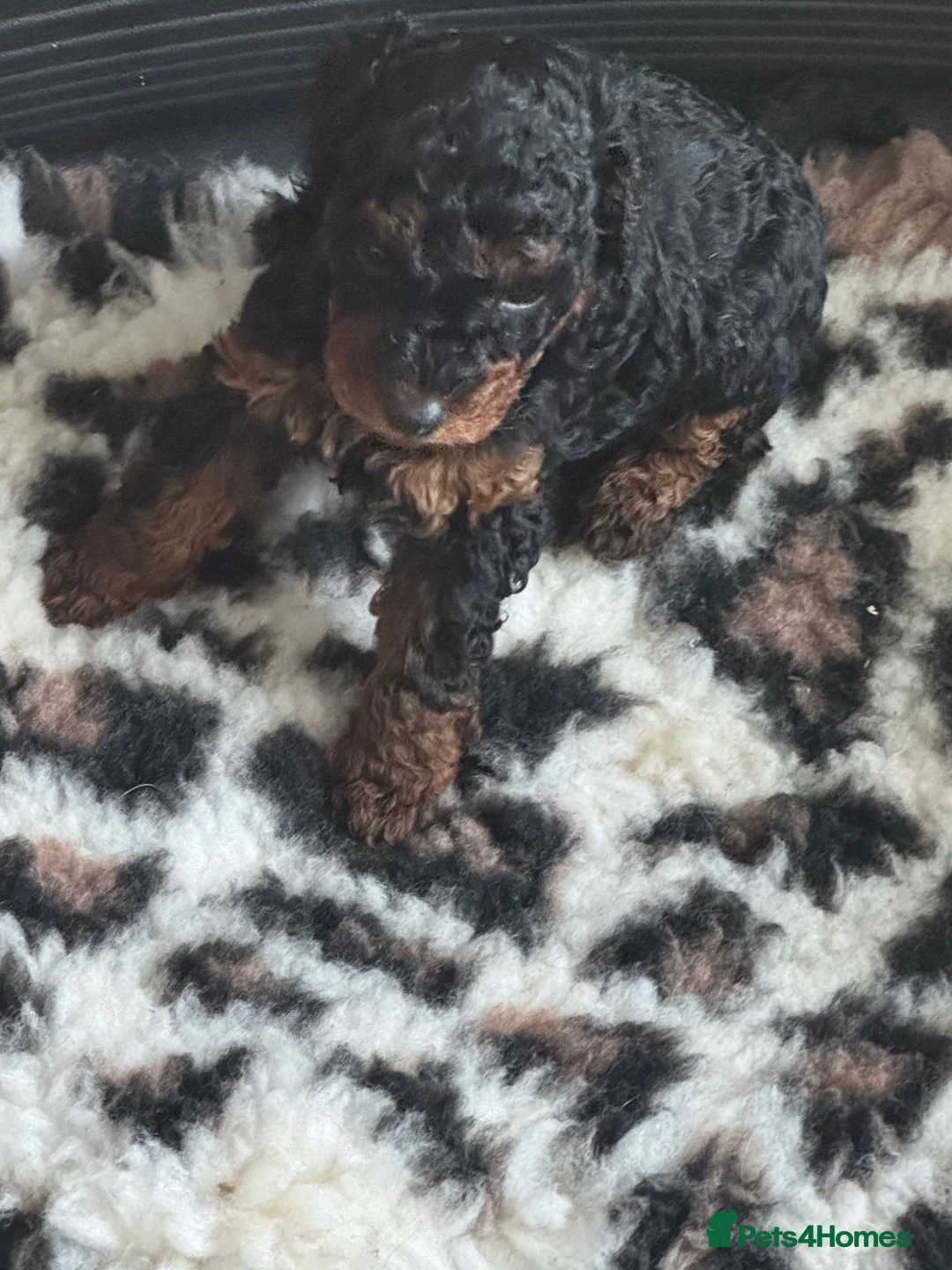Toy Poodle dogs for stud: PHANTOM TOY POODLE AVAILABLE AT STUD in Grays - Advert 25