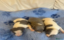 Whippet dogs for sale: KC Registered Blue Whippets - Image 7
