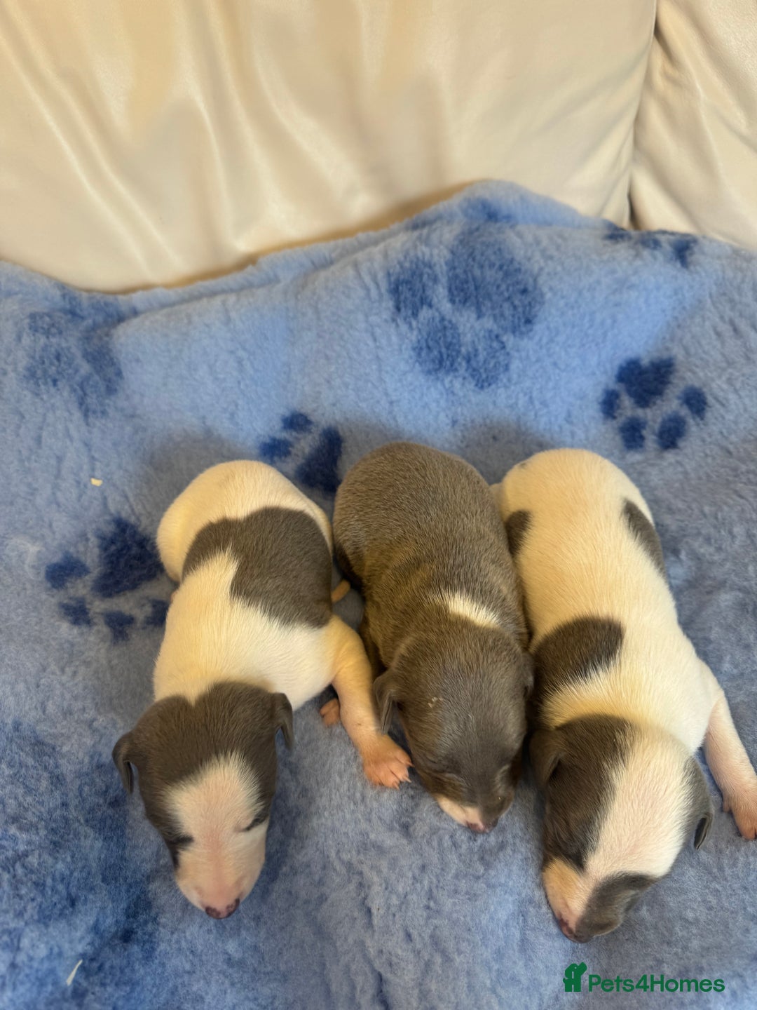 Whippet dogs for sale: KC Registered Blue Whippets - Image 7