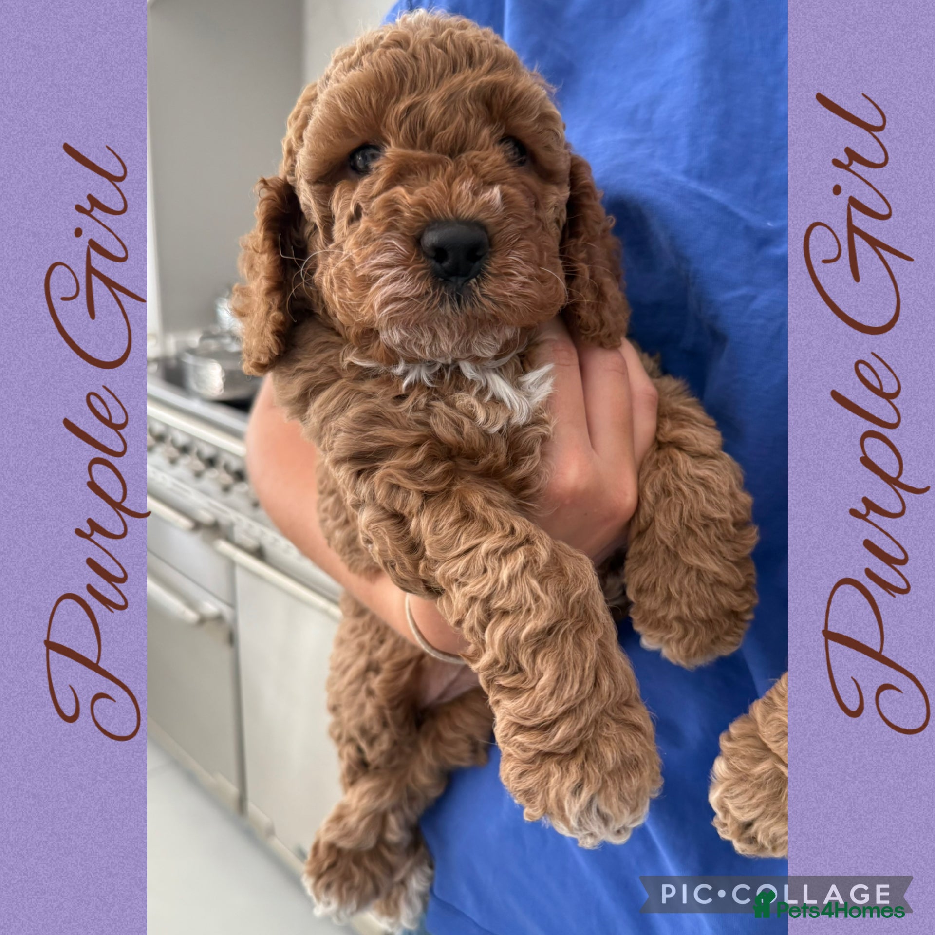 Cavapoo dogs Superior yankiedoodle American Cockerpoos🇺🇸f1b - Advert 2