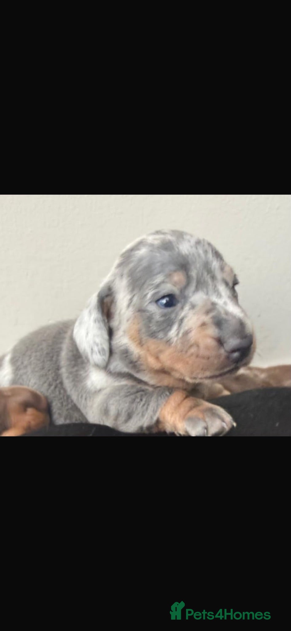 Miniature Dachshund dogs Kc reg miniature dachshund puppies  - Advert 13