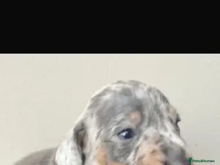 Miniature Dachshund dogs Kc reg miniature dachshund puppies - Advert 13