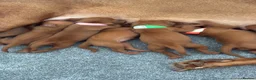 Hungarian Vizsla dogs for sale: Hungarian Vizsla Puppies in Bridgend - Advert 17