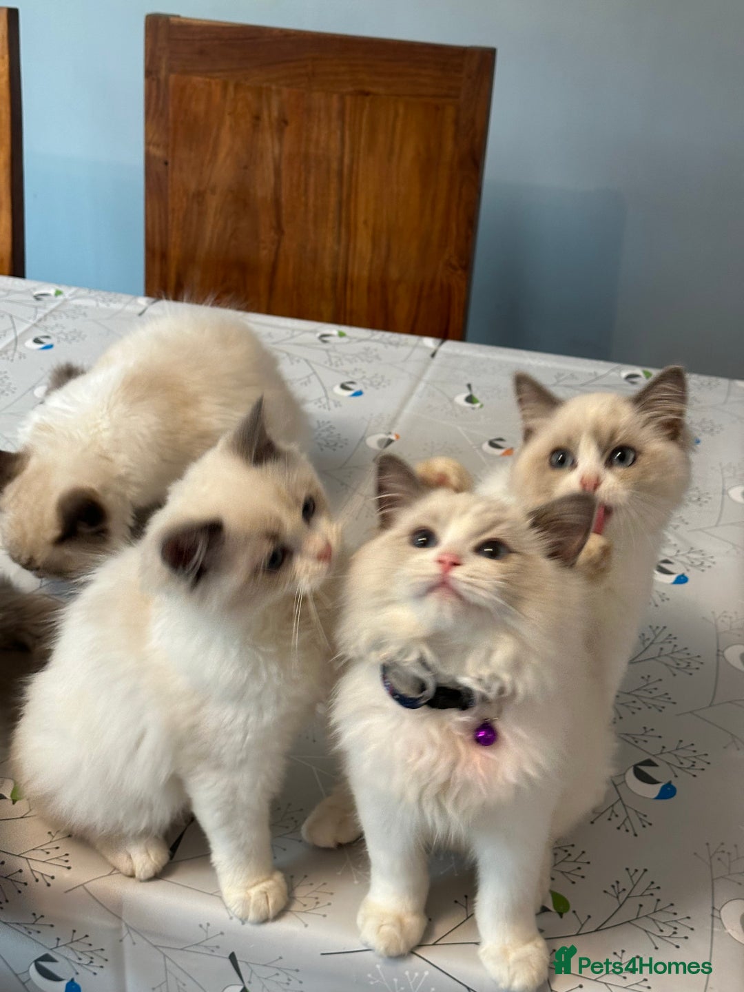 Ragdoll cats for sale: TICA Registered Ragdoll Kittens - Advert 5