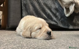 Golden Retriever dogs for sale: Golden retriever puppies  - Image 8