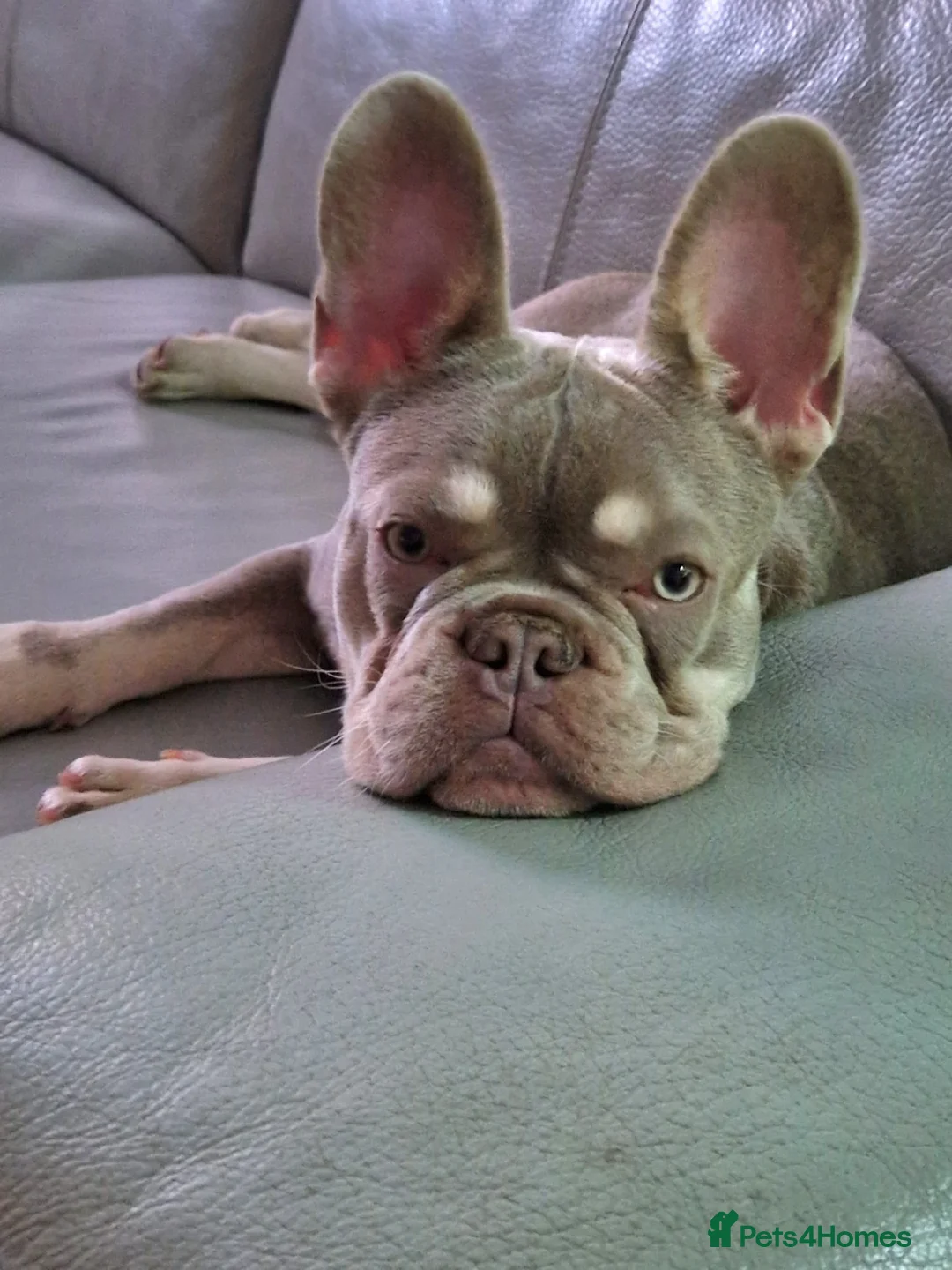 French Bulldog dogs for stud: Isabella French Bulldog for Stud - Advert 1