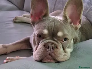 French Bulldog dogs Isabella French Bulldog for Stud - Advert 1