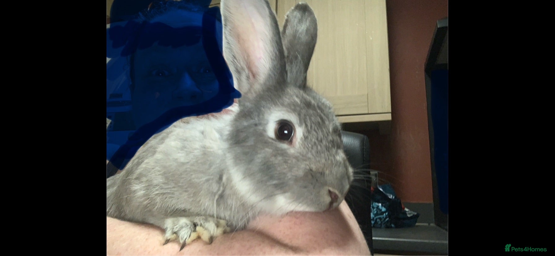Chinchilla rabbits Mix of cute rabbits - Advert 15