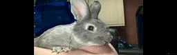 Chinchilla rabbits for sale: Mix of cute rabbits in Liverpool - Advert 1